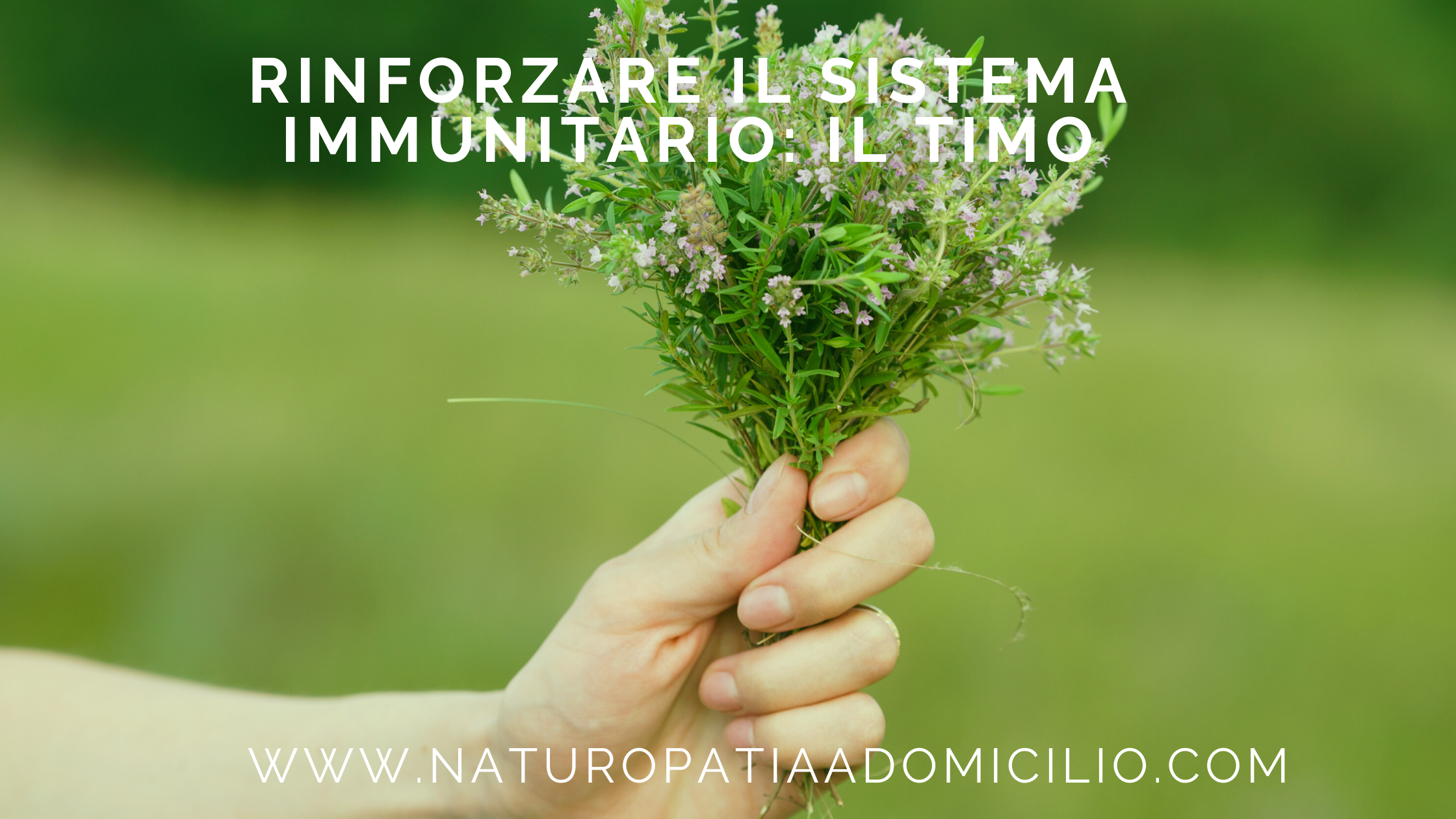 Sistema Immunitario, Olio Essenziale, Timo