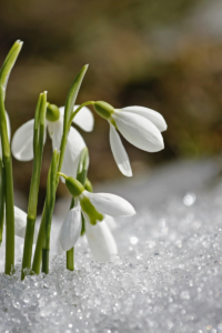 Candele candelora imbolc brigit